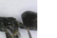 Tapinoma pygmaeum