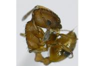 Temnothorax unifasciatus