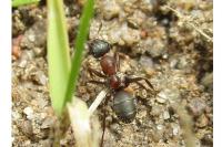 Formica rufibarbis