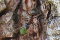 Lasius