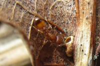 Temnothorax unifasciatus