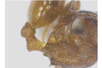 Temnothorax unifasciatus