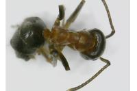 Lasius emarginatus