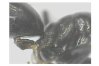 Tapinoma erraticum