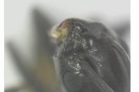 Tapinoma erraticum
