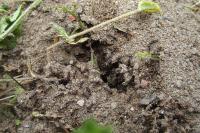 Tetramorium caespitum