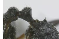 Tetramorium caespitum