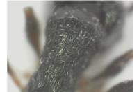 Tetramorium caespitum
