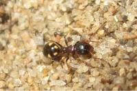 Dolichoderus quadripunctatus