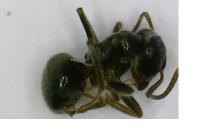 Lasius platythorax