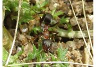 Formica rufibarbis