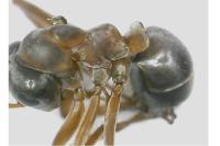 Formica rufibarbis