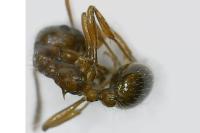 Myrmica rubra