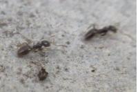 Tapinoma pygmaeum