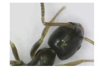 Tapinoma pygmaeum