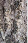 Lasius fuliginosus