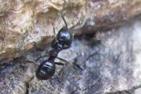Lasius fuliginosus