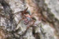 Formica rufibarbis