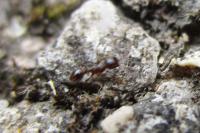 Tetramorium