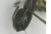 Tapinoma pygmaeum