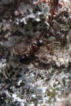 Dolichoderus quadripunctatus