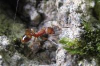 Myrmica