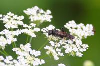 Macrophya montana