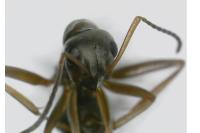 Formica cunicularia