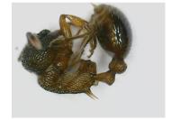 Myrmica schencki