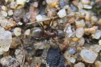 Lasius niger