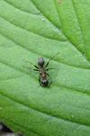 Formica rufibarbis