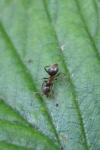 Lasius