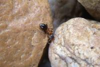Lasius emarginatus