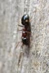 Dolichoderus quadripunctatus