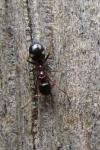 Dolichoderus quadripunctatus