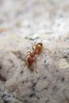Temnothorax