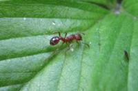 Myrmica specioides