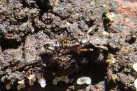 Hypoponera eduardi
