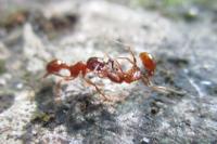 Myrmica rubra
