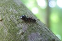 Dolichoderus quadripunctatus