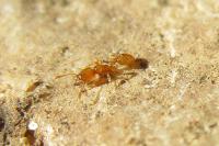 Solenopsis fugax