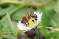 Apis mellifera