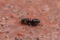 Tapinoma erraticum