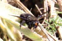 Xylocopa violacea