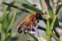 Andrena nigroaenea