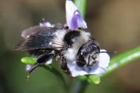 Andrena cineraria