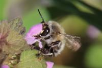 Anthophora plumipes