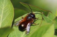 Osmia bicornis
