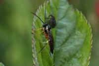 Diplazon laetatorius