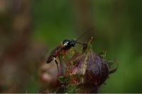 Diplazon laetatorius